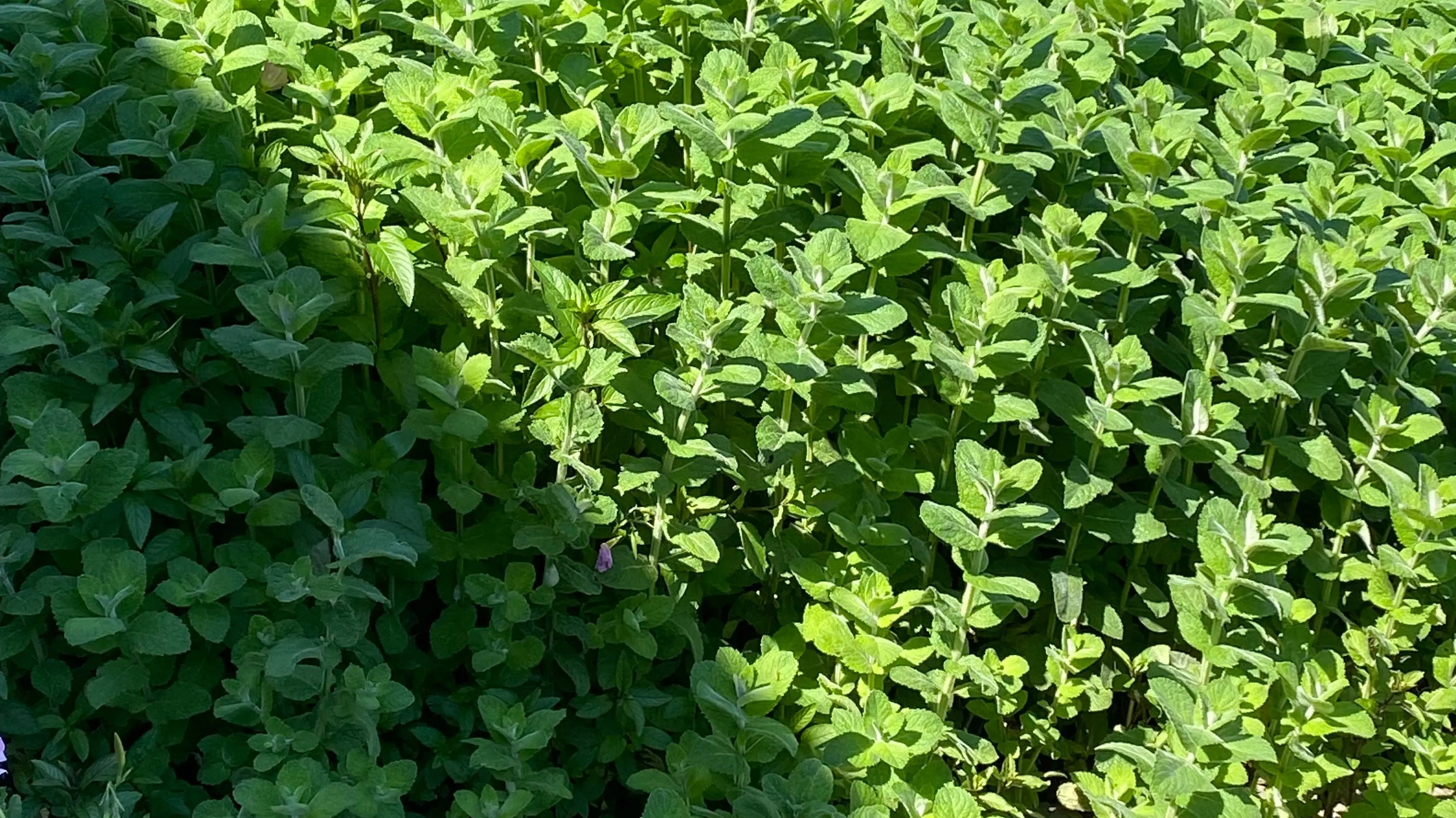 Skitopel mint plants to keep everyone bug free naturally