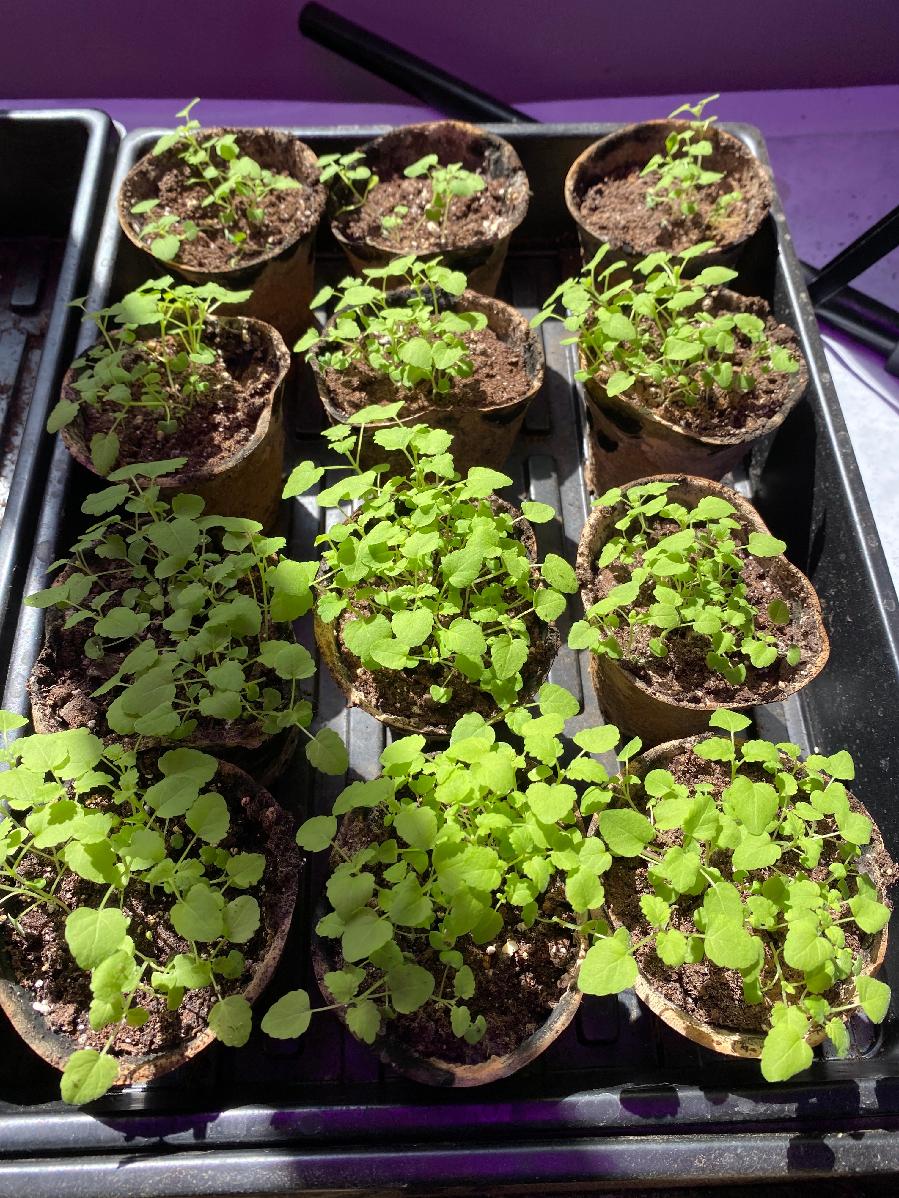 Skitopel grows herbs all year long