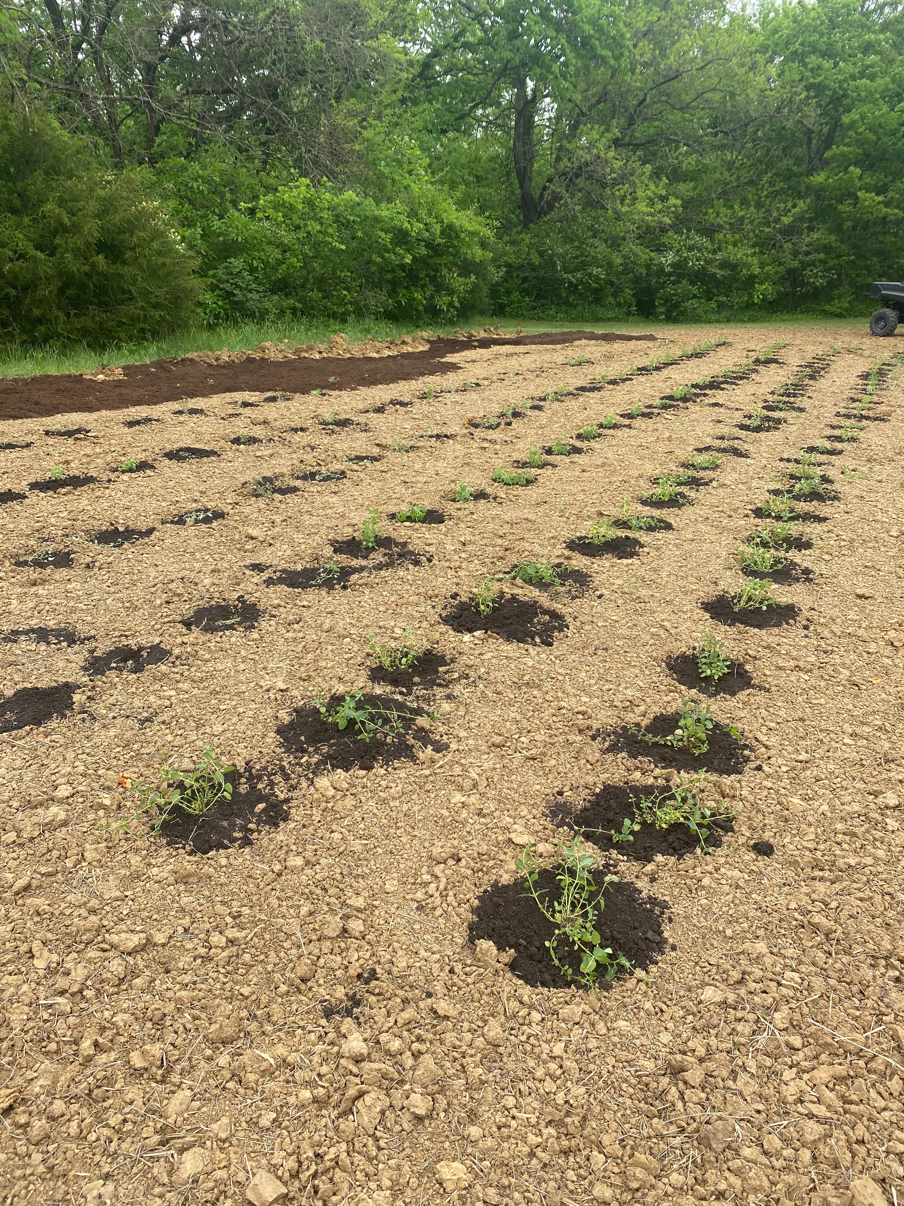 Here at Skitopel we plant more herbs to expand production each year