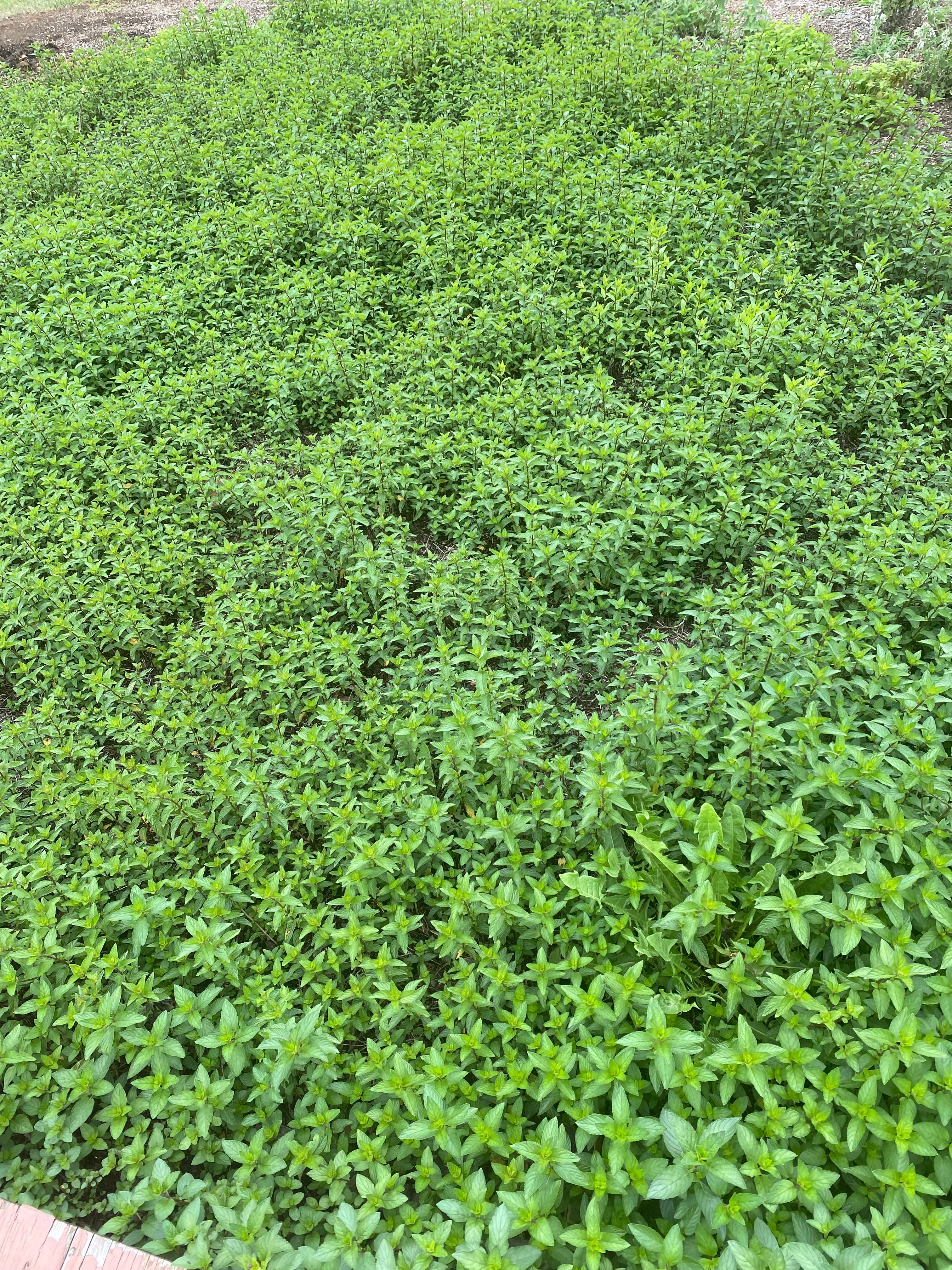 Skitopel starts harvesting herbs in early spring each year