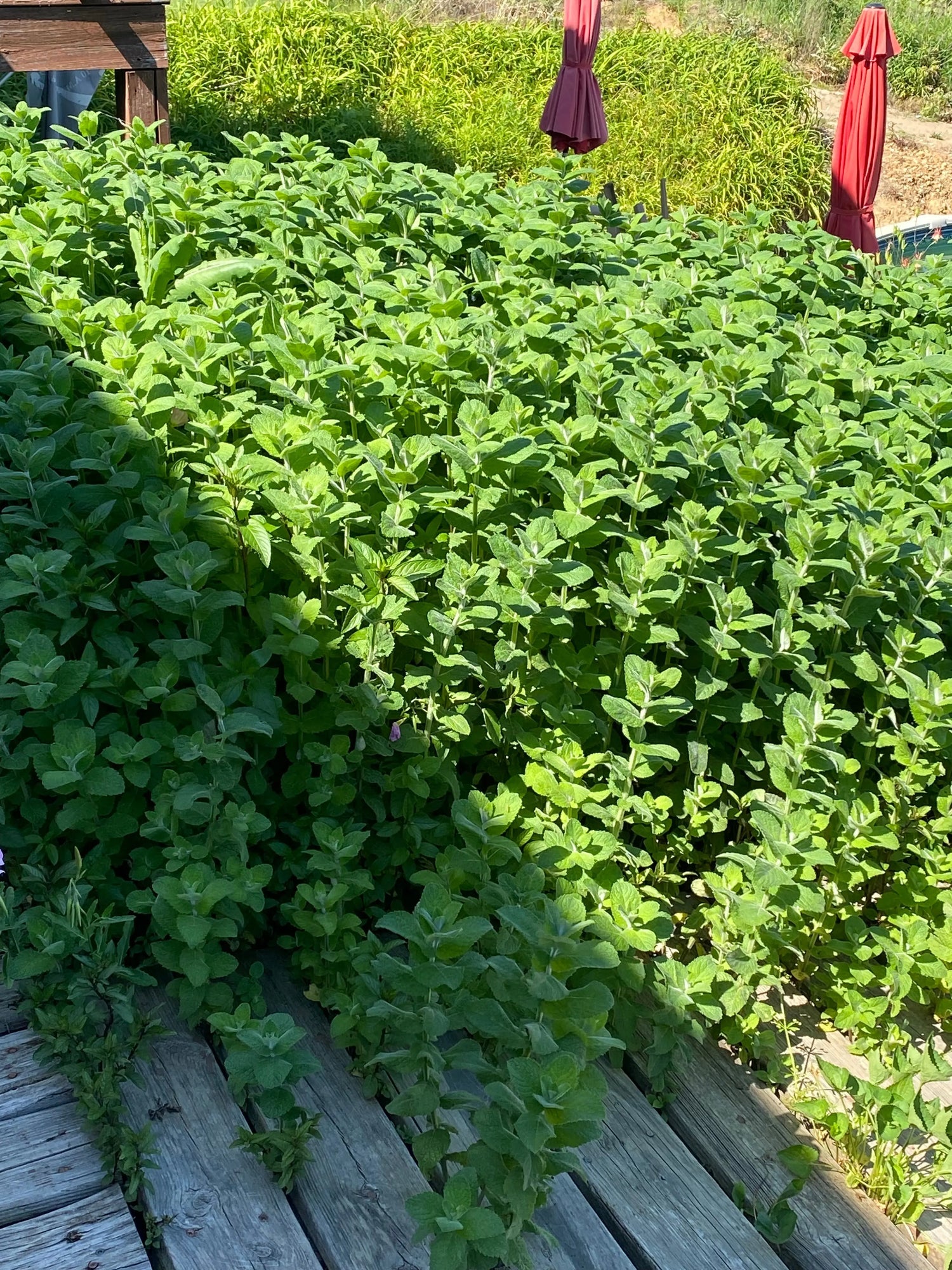 Skitopel mint plants to keep everyone bug free naturally